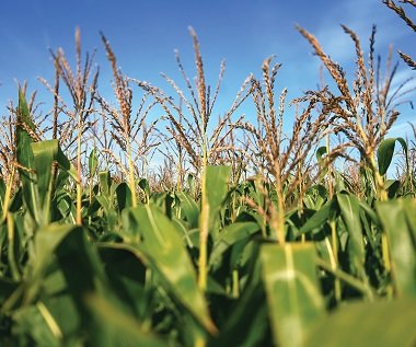 Truterra™ Insights Engine and AgriEdge®